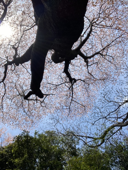 現地集合　おくの細道アルプス～東山・瀬戸内市